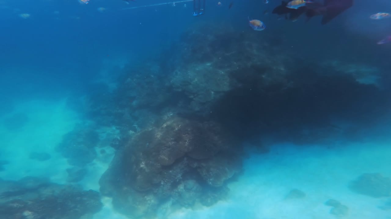 Un grupo de peces de arrecife rayados nada junto a una imponente pared de coral en las claras aguas azules de las Islas Phi Phi de Tailandia, mostrando el vibrante ecosistema submarino.