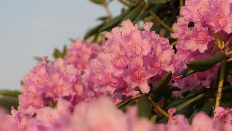el abejorro volando en flores rosadas, las flores de azalea en flor