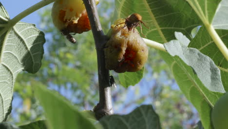 wasps and flies on a rotten fig