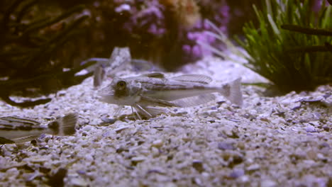 Peces-Nadando-En-Un-Tanque