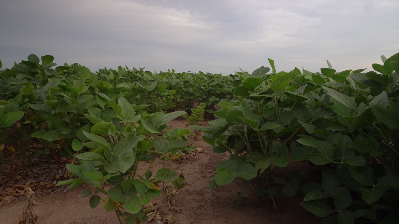 Ground-level, wide view of a soybean field under a stormy sky.
