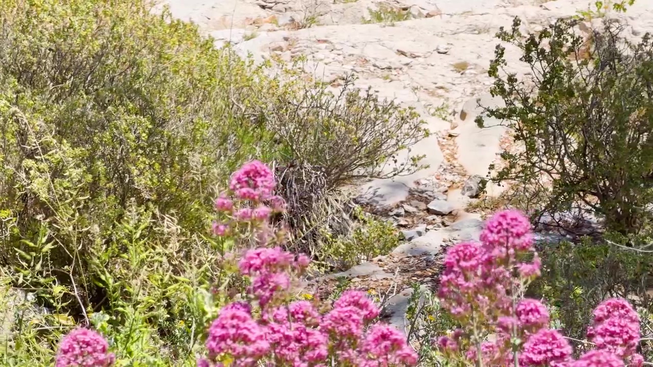 Un lento paneo de cámara revela vibrantes flores rosas y arbustos verdes sobre suelo rocoso de piedra caliza.