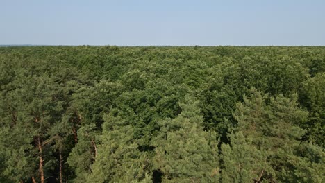 aerial video of an expansive forest canopy featuring lush green trees under a clear blue sky. the dense vegetation stretches to the horizon, showcasing the beauty and tranquility of untouched nature