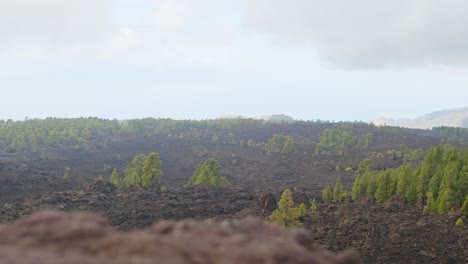 Small-green-pine-trees-growing-on-brown-volcanic-soil,-Tenerife-National-Park