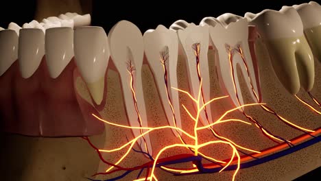 tooth - detail model - 3d model animation on a black background. nerves, cut tooth, arteries.