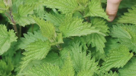 human hand caressing common nettle leaves