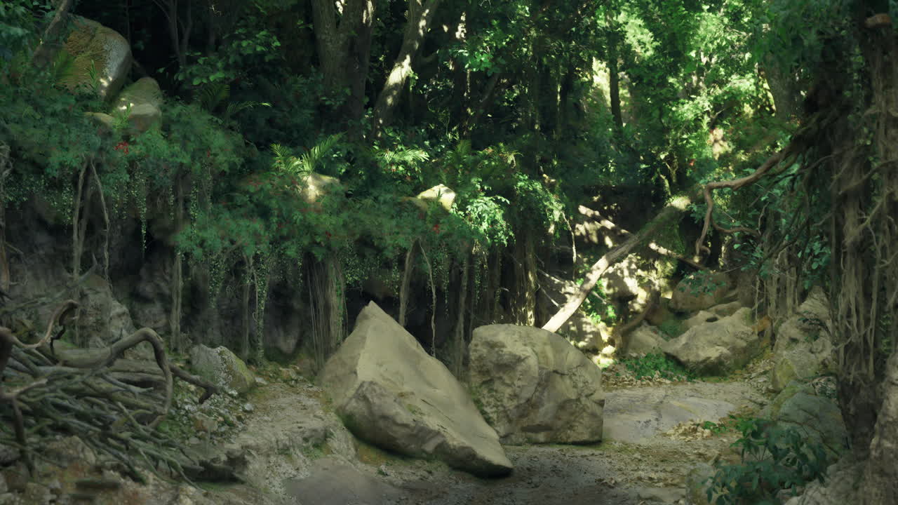 Exploring a lush forest with rocks and sunlight filtering through the trees