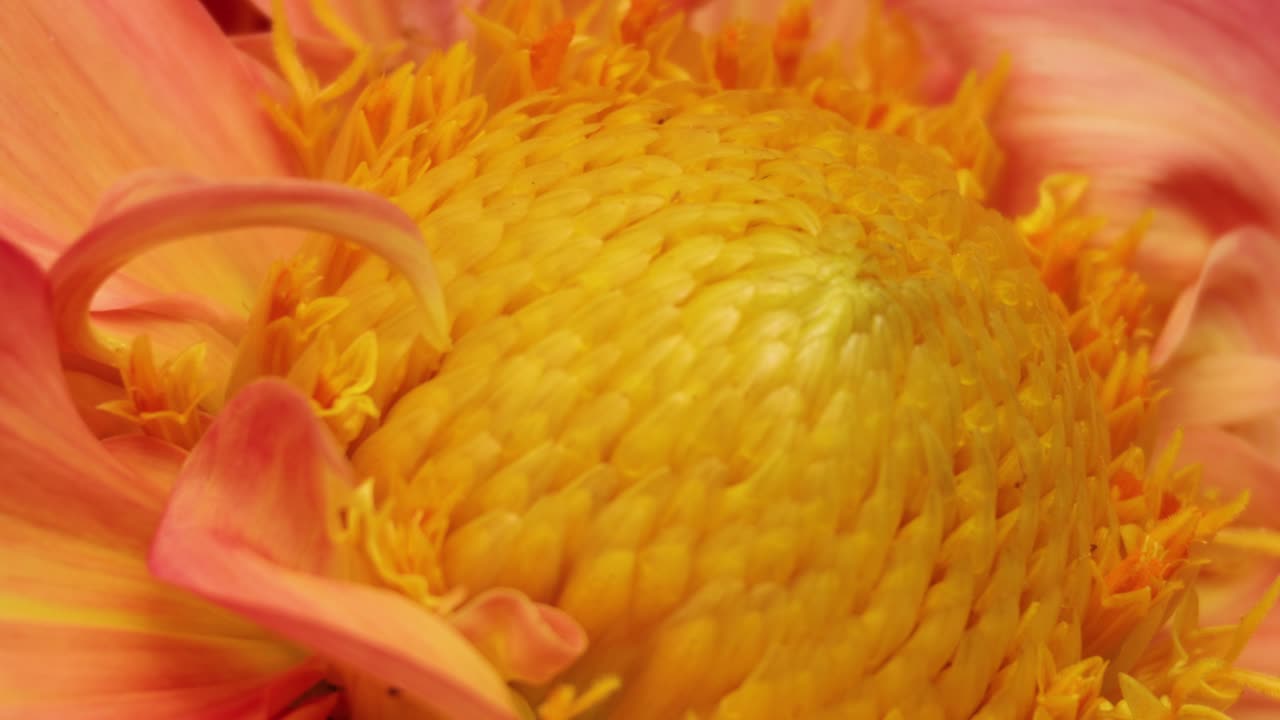 una mosca se mueve en una flor vibrante