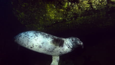 curious grey seal underwater coming to check us out.
