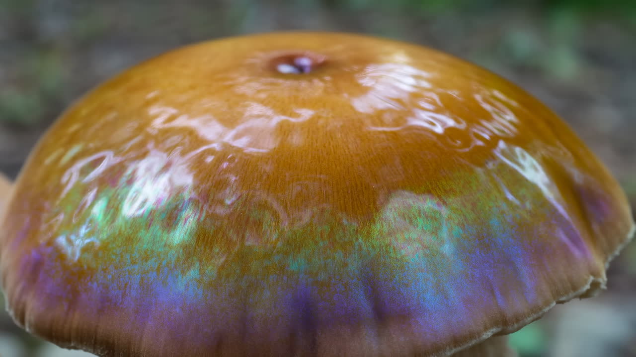 Primo piano di un cappello di fungo lucido che luccica con un bordo iridescente viola-blu e una superficie ambrata bagnata, gocce di pioggia.