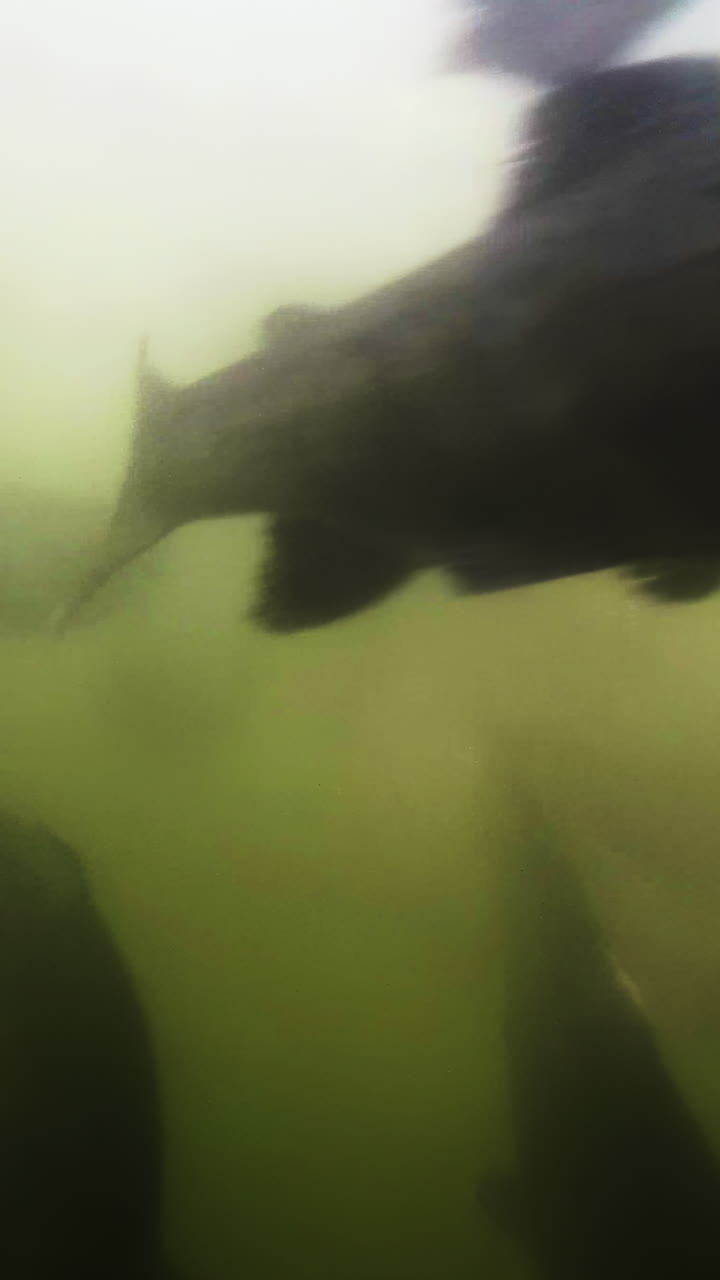 encuentro con peces bajo el agua