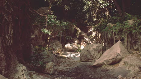 mysterious forest path with large rocks