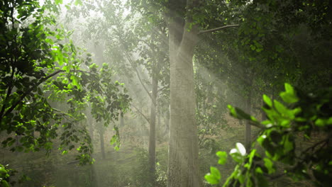 enchanting forest with sunlight filtering through lush green leaves