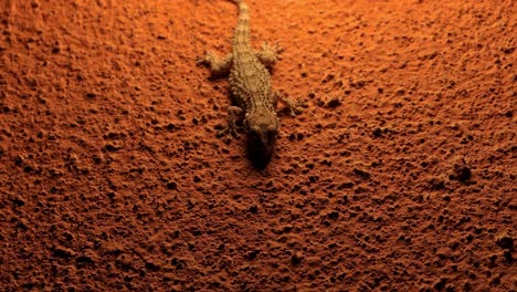Gecko-eating-insect-on-stone-wall-at-night-with-insects-flying-around-it