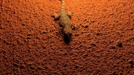 gecko eating insect on stone wall at night with insects flying around it