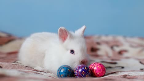 a white rabbit with colorful easter eggs