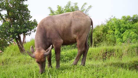 El-Búfalo-Está-Comiendo-Hierba-En-El-Prado