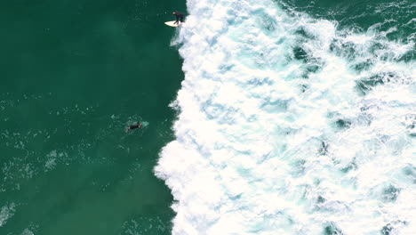 4k drone top view shot of a professional surfer diving under a big ocean wave with his surfboard in australia