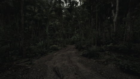dense jungle path leads to an unknown destination in twilight hours