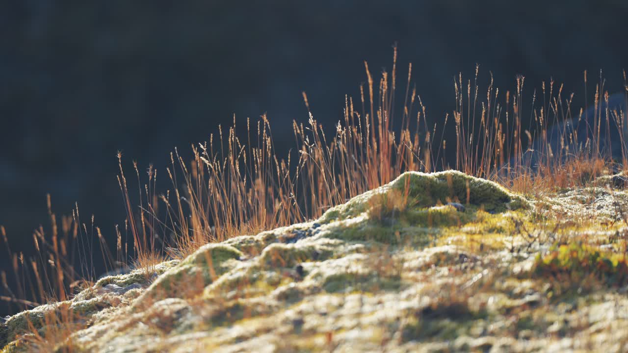 Wispy withered grass stems on the mossy ground covered with hoarfrost