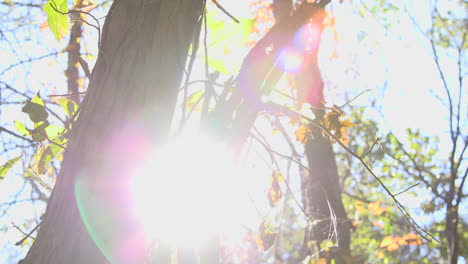 Shagbark-Hickory-In-Der-Sonne