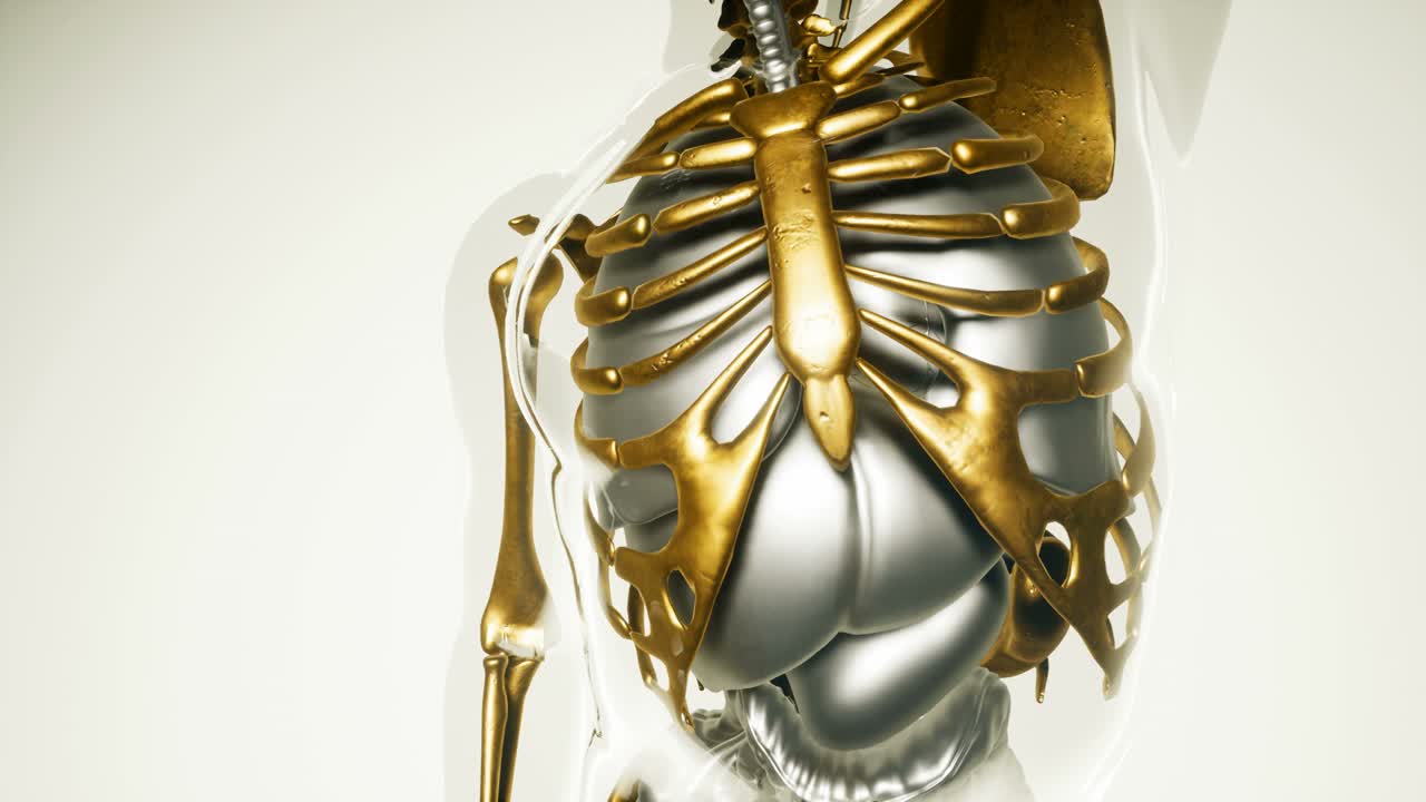 modelo de pulmón humano con todos los órganos y huesos