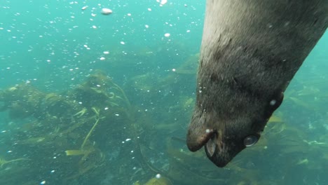 Very-Close-Play-with-Curious-Sea-Lion-Pup-looking-down-in-South-Africa