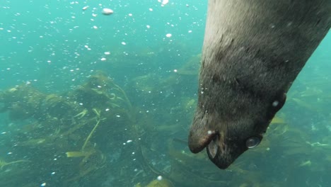 juego muy cercano con un curioso cachorro de león marino mirando hacia abajo en sudáfrica