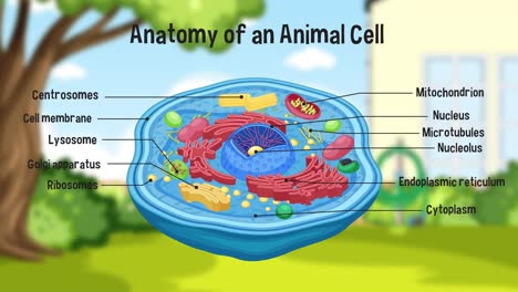 educational animation of an animal cell anatomy