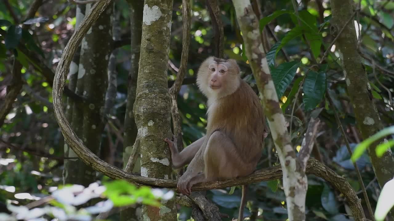 el macaco de cola de cerdo del norte es un primate que se encuentra comúnmente en el parque nacional de khao yai, aunque es una especie vulnerable