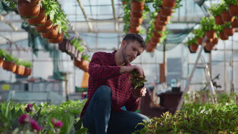 gardener inspecting flower seedlings in greenhouse