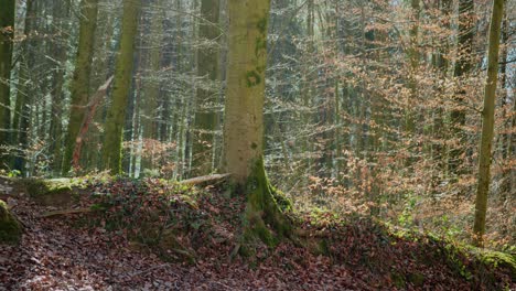 Bäume-In-Einem-Wald