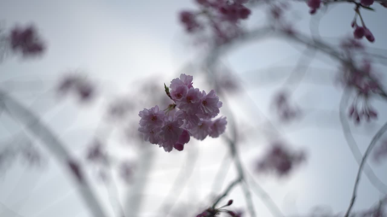 flor de cerezo llorón japonés en flor contra el cielo - árbol de sakura de japón y flores 4k