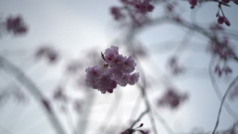 blooming japanese weeping cherry blossom against sky - japan sakura tree and flowers 4k