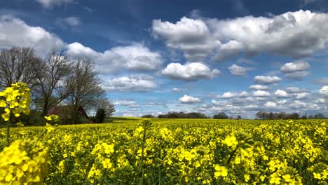 beautiful handheld wide shot of a yellow rapefield in south sweden skåne in östra vemmerlöv with trees and a barn in the background