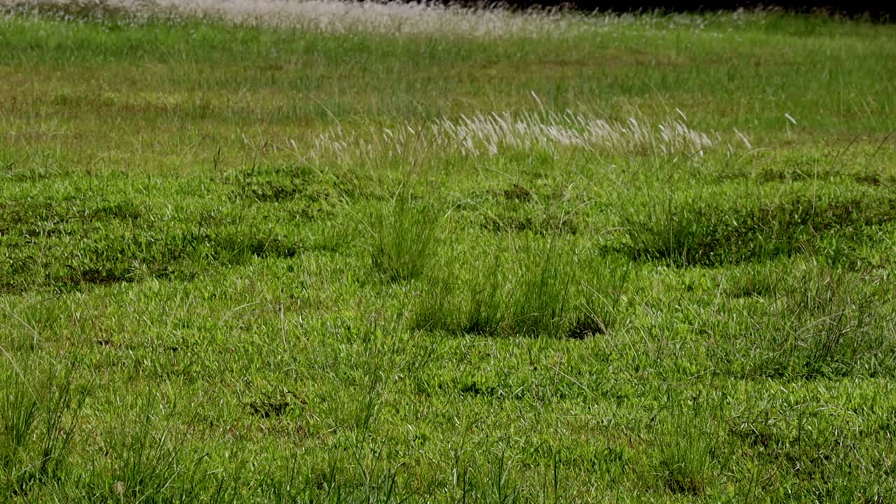 flores de hierba en el campo de hierba en el viento suave