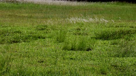 Grass-flowers-on-the-grass-field-in-gentle-wind