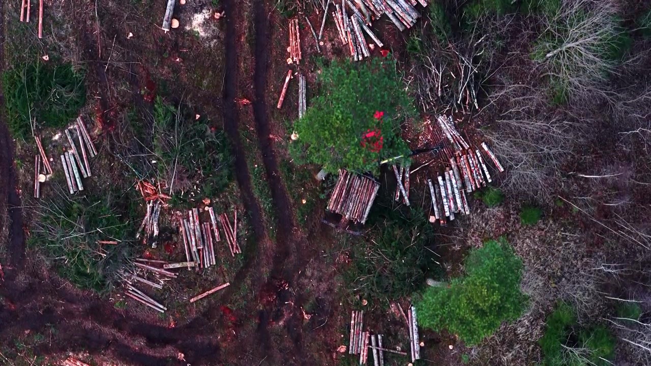 Deforested area with felled trees and woodpiles in a forest in aerial view