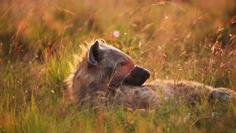 masai mara hyena in savanna plains golden sunlight, african wildlife safari animals lying down in long savannah grasses in beautiful landscape in morning, kenya in maasai mara national reserve