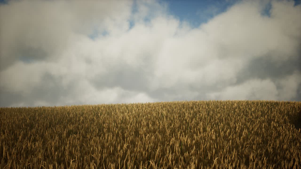 Dark stormy clouds over wheat field