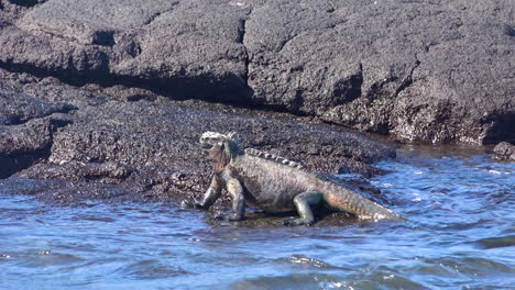 una iguana marina camina hacia las olas en las costas volcánicas de las islas galápagos ecuador