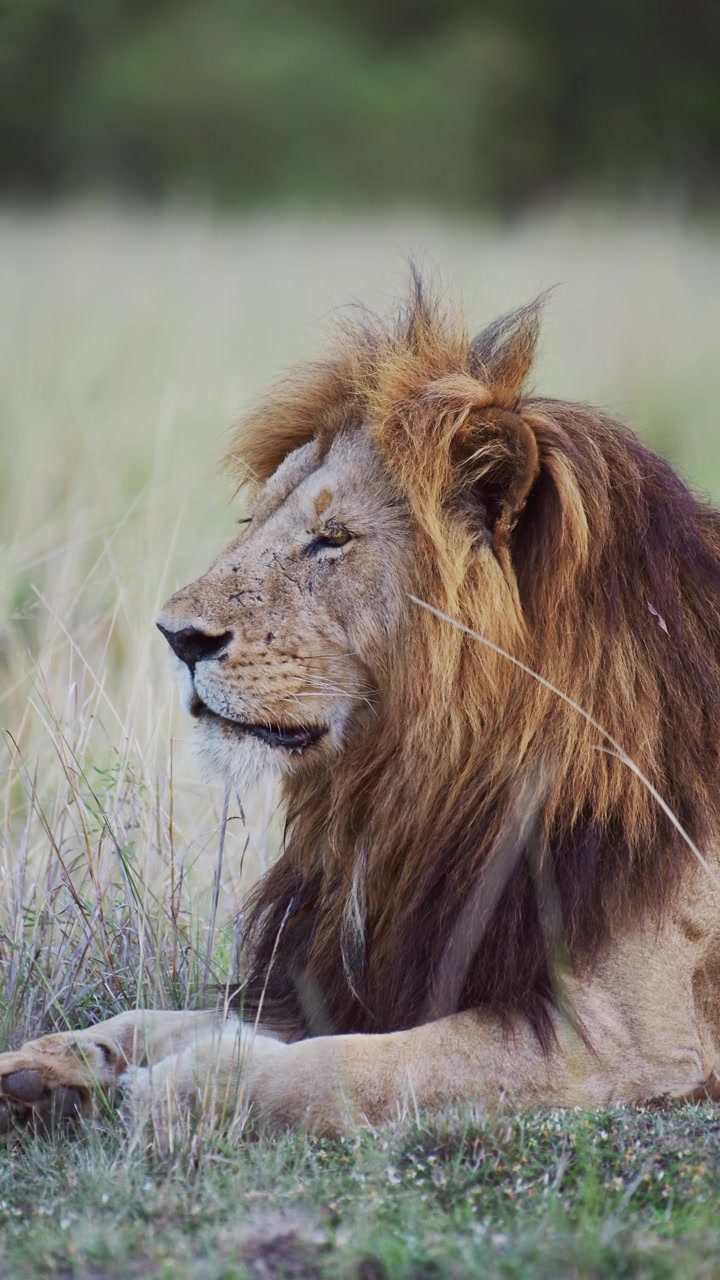 Vertikální africká zvířata, portrét lva v Africe na africkém safari, vertikální video lva s velkou lví hřívou pro sociální média Instagram Reels a Tiktok v Maasai Mara v Keni
