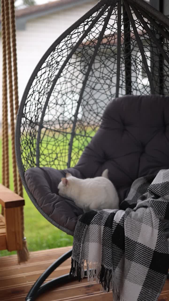White Cat Relaxing in a Hanging Egg Chair on a Porch