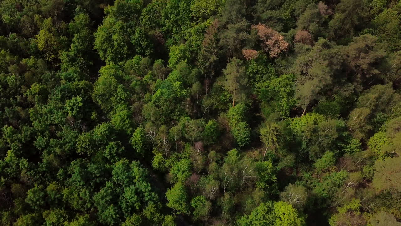 vista de arriba hacia abajo del camino a través del bosque con muchos árboles