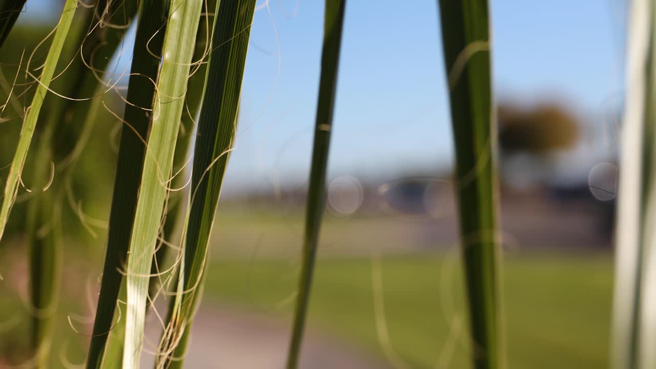 Swaying in wind green sharp leaves of palm growing roadside close up