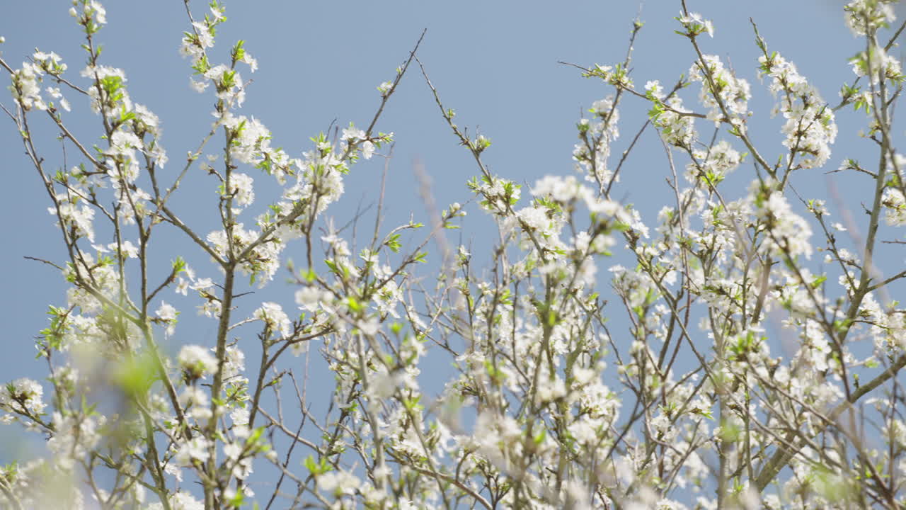 Tree branches covered in flourishing white spring flowers, captured in 120 fps slow-motion