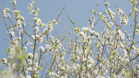 Mit-Blühenden-Weißen-Frühlingsblumen-Bedeckte-Baumzweige,-Aufgenommen-In-Zeitlupe-Mit-120-Bildern-Pro-Sekunde