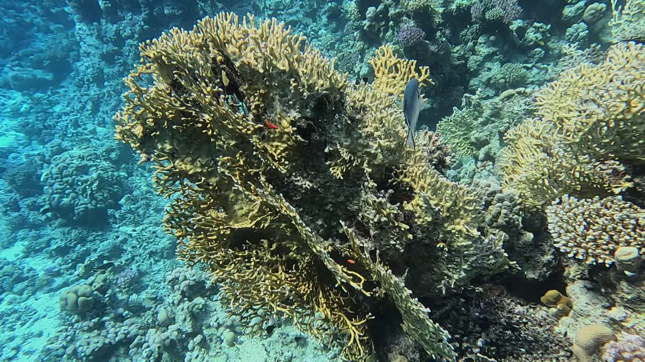 Alla deriva sopra il corallo di fuoco nel Mar Rosso
