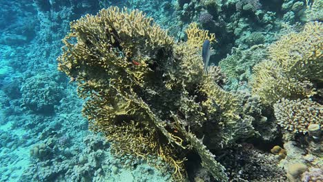 Drifting-over-fire-coral-in-the-Red-Sea