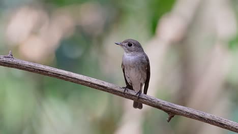 el papamoscas marrón asiático es un pequeño pájaro paseriforme que se reproduce en japón, himalaya y siberia